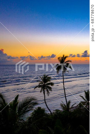 Coconut Day.Coconut Photography.Coconut Tree. 68778670