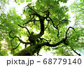 龍のような木 68779140
