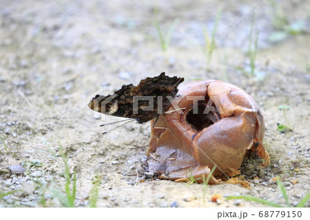 ルリタテハ　 68779150