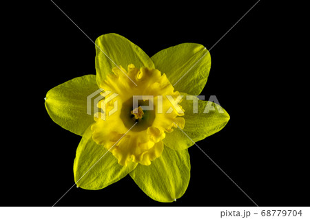 Daffodil Head Isolated Against a Black Background 68779704