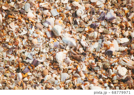 Image Of Seashells On The Beach 68779971