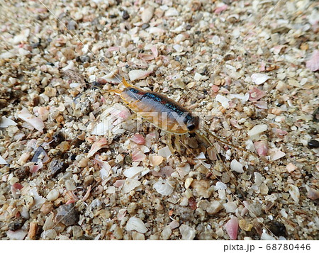 砂浜のフナムシ 砂浜のフナムシ 68780446