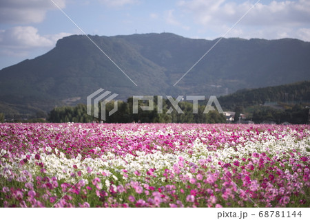 中津市 三光村 三光コスモス園の写真素材