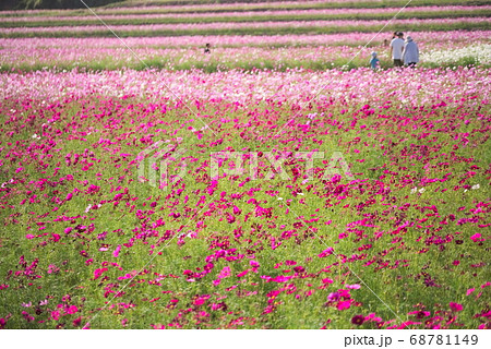 中津市 三光村 三光コスモス園の写真素材