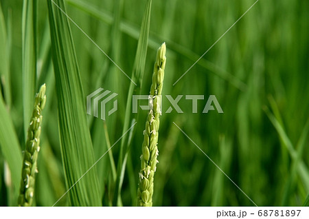 イネの開花 イネの開花 68781897