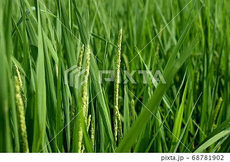 イネの開花 イネの開花 68781902