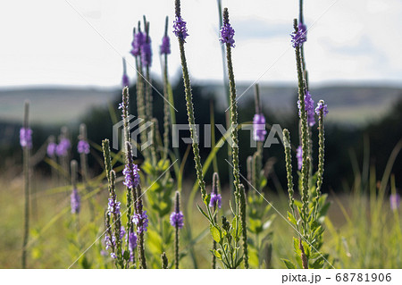 A close up of a purple Gayfeather flower in the wild of Nebraska A close up of a purple Gayfeather flower in the wild of Nebraska 68781906
