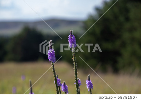 A close up of a purple Gayfeather flower in the wild of Nebraska A close up of a purple Gayfeather flower in the wild of Nebraska 68781907