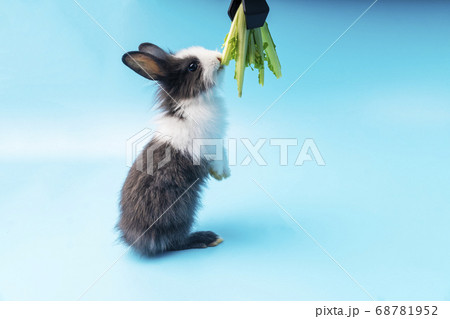 Adorable little young black and white rabbits 68781952