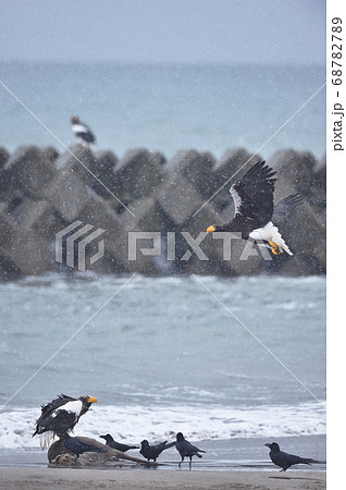 エゾシカの亡骸に群れるオオワシとカラス(北海道) エゾシカの亡骸に群れるオオワシとカラス(北海道) 68782789