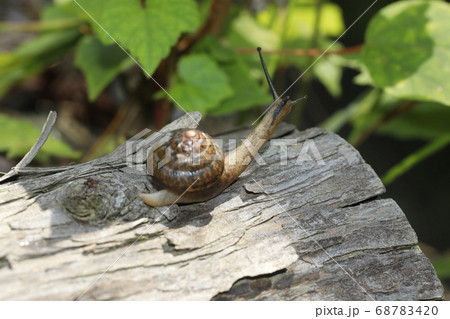 ニッポンマイマイ ニッポンマイマイ 68783420