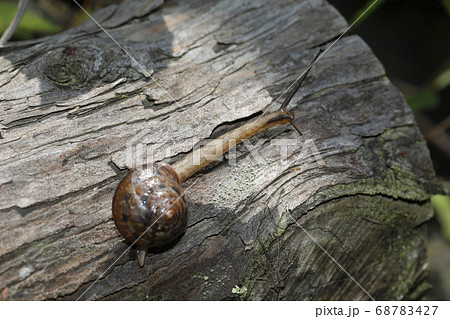 ニッポンマイマイ 68783427