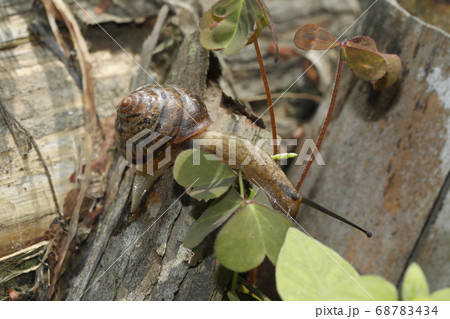 ニッポンマイマイ 68783434