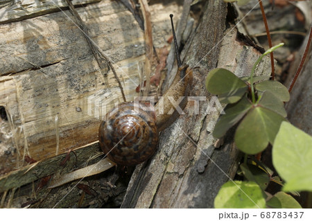 ニッポンマイマイ 68783437