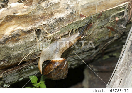 ニッポンマイマイ 68783439