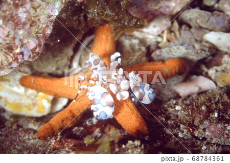 フリソデエビ 68784361