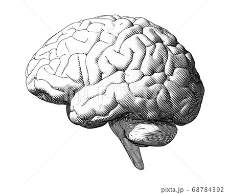 Vintage retro engraving brain illustration on 68784392