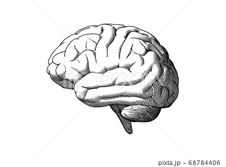 Human Brain Side View Drawing Illustration Onのイラスト素材