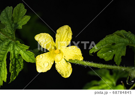 夏野菜ゴーヤーの雄花 68784845