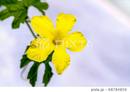 夏野菜ゴーヤーの雄花 夏野菜ゴーヤーの雄花 68784850