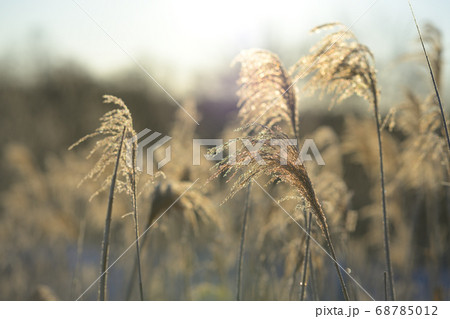 ススキ ススキ 68785012