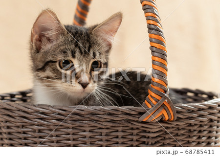 Adorable gray tabby kitten sits in a wicker basket on a background of a cream fur plaid 68785411