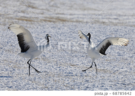鶴の舞 鶴の舞 68785642