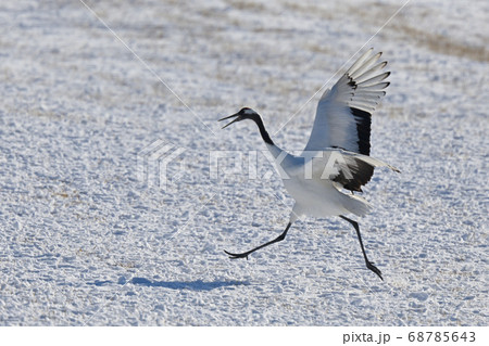鶴の舞 68785643