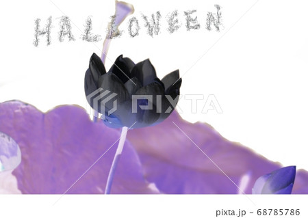 ハロウィーン　祭り 68785786