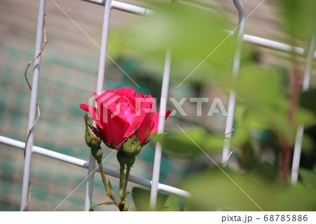 バラ 赤 薔薇 バラ 赤 薔薇 68785886