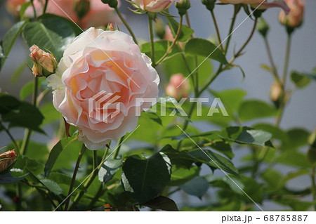 ムラサキ 薔薇 ムラサキ 薔薇 68785887