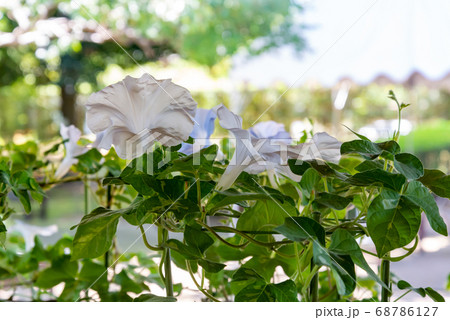 変化朝顔456 68786127