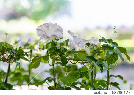 変化朝顔457 68786128