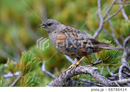 イワヒバリ 68786414