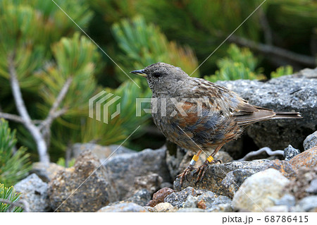 イワヒバリ 68786415