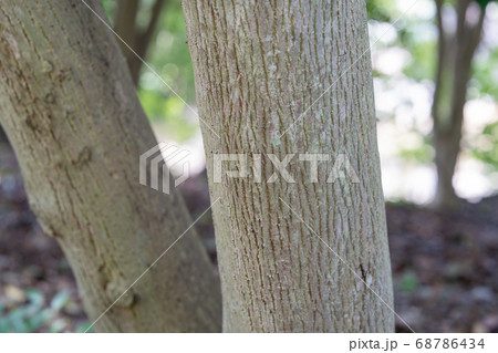 アカメガシワ トウダイグサ科アカメガシワ属 アカメガシワ トウダイグサ科アカメガシワ属 68786434