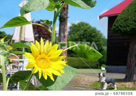 庭に咲くヒマワリの写真素材