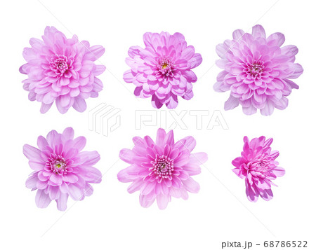 植物 花 菊 68786522