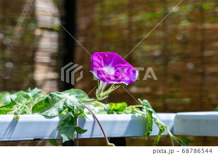 変化朝顔471 変化朝顔471 68786544