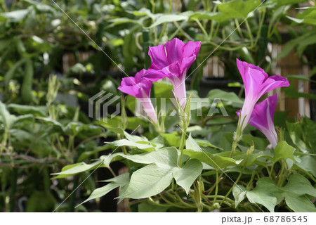 変化朝顔472 変化朝顔472 68786545