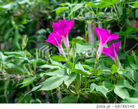 変化朝顔473 変化朝顔473 68786546