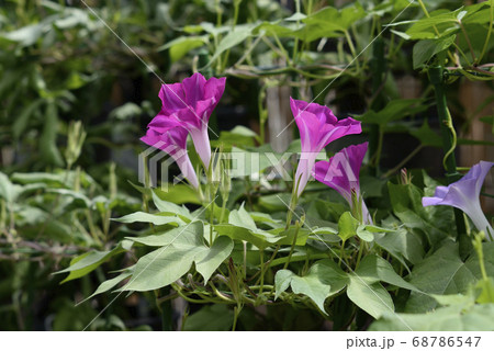 変化朝顔474 変化朝顔474 68786547