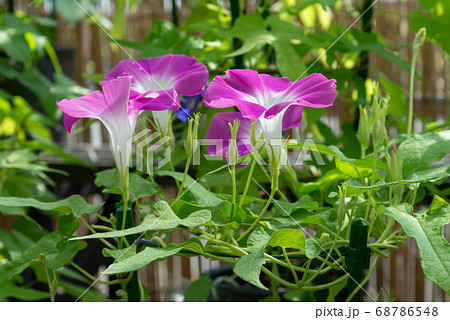 変化朝顔475 68786548