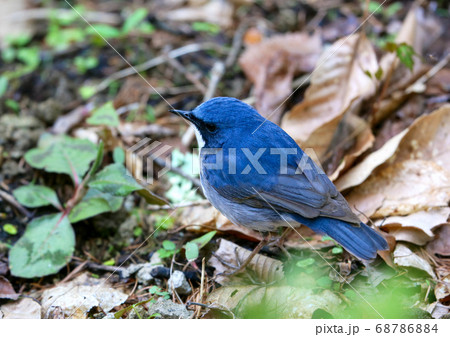 コルリ コルリ 68786884