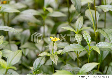 ヴェーデリア　キク科ヴェーデリア属 68787014