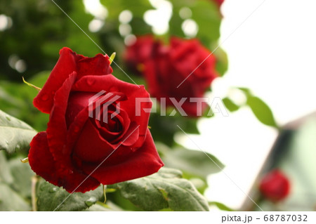 バラ 赤 ピンク 薔薇 バラ 赤 ピンク 薔薇 68787032