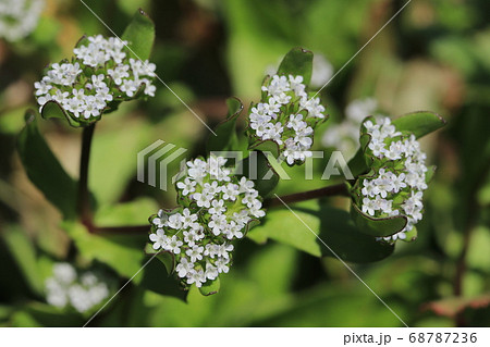ノヂシャの花 ノヂシャの花 68787236