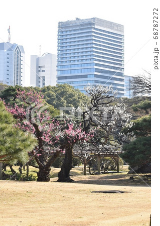 ウメの花咲く小春日和の浜離宮恩賜庭園 68787272