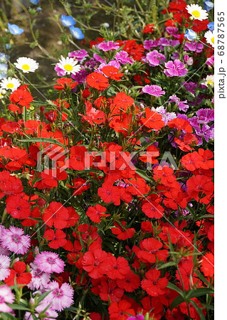 春の花畑 春の花畑 68787565