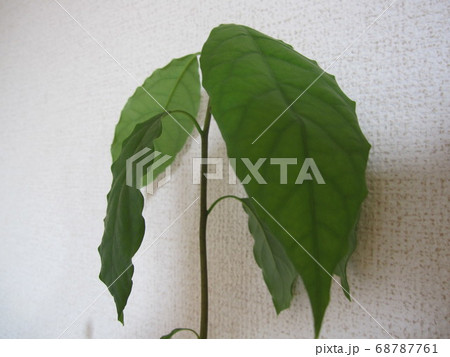 アボカドの葉っぱの写真素材